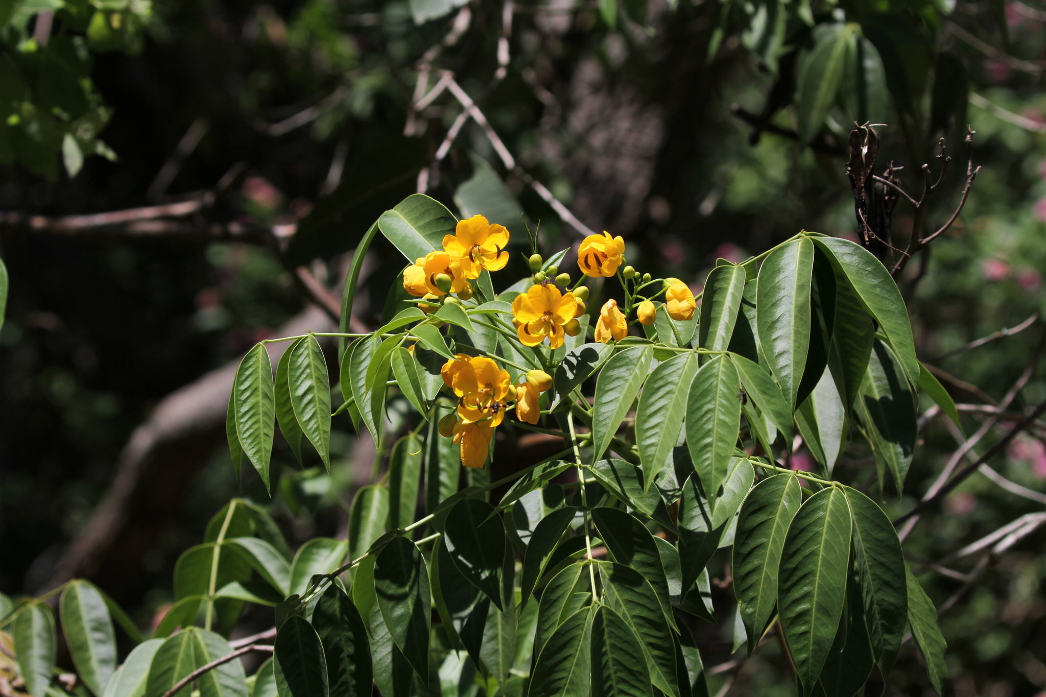 Senna septemtrionalis 